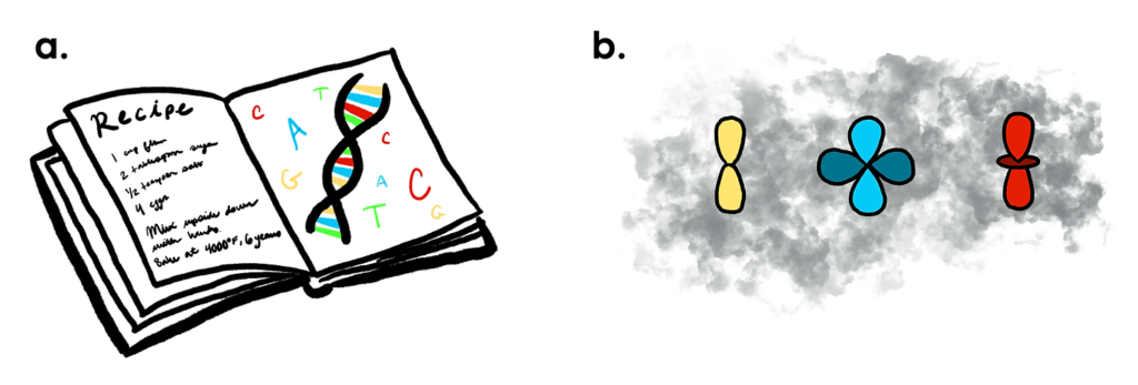 (Figure 2a) A digital drawing of an open recipe book with the ingredients and steps listed on the left page and an illustration of a DNA double helix on the right page. Around the double helix are the letters A,T,G, and C in blue, green, yellow, and red, respectively. (Figure 2b) A digital drawing with colored atomic orbital shapes overlying dark grey clouds in the background. There are three orbital shapes, from left to right, yellow, blue, and red in various "clover-like" shapes.